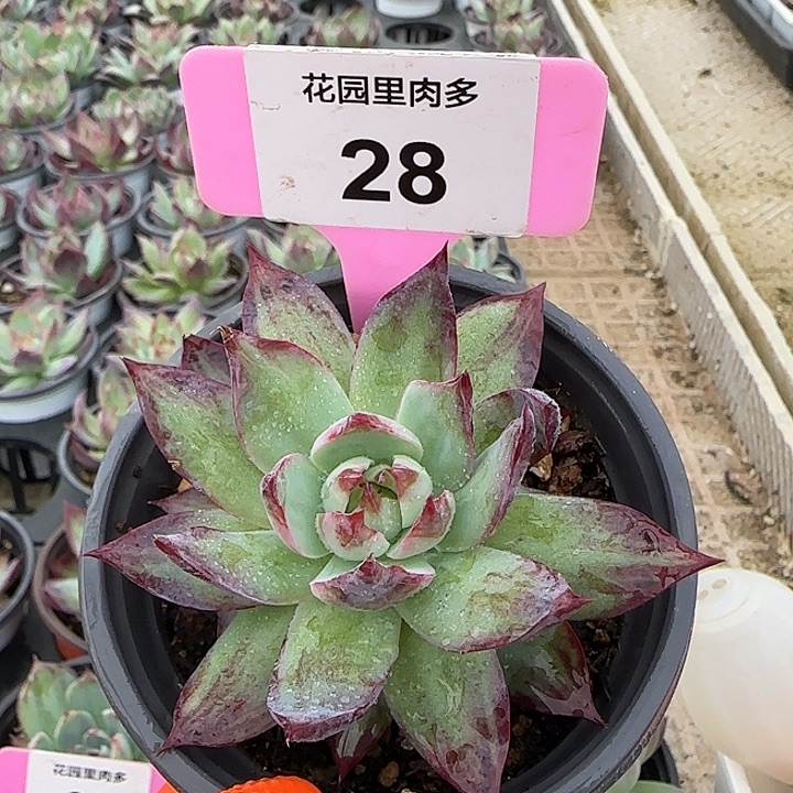 28 惊鸿单头多肉植物