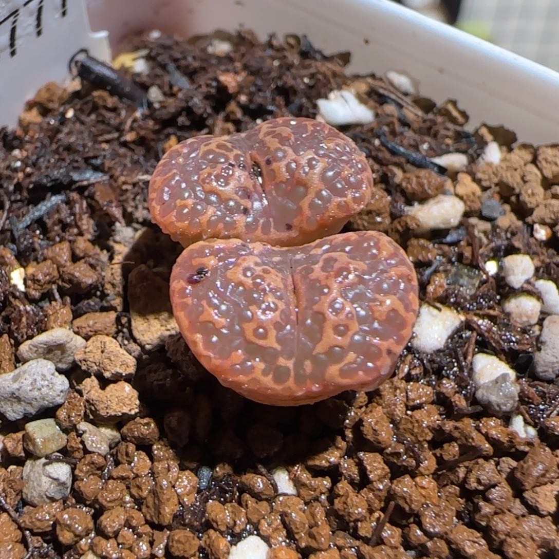 肉锥多肉植物组合-超级泡泡勋1417