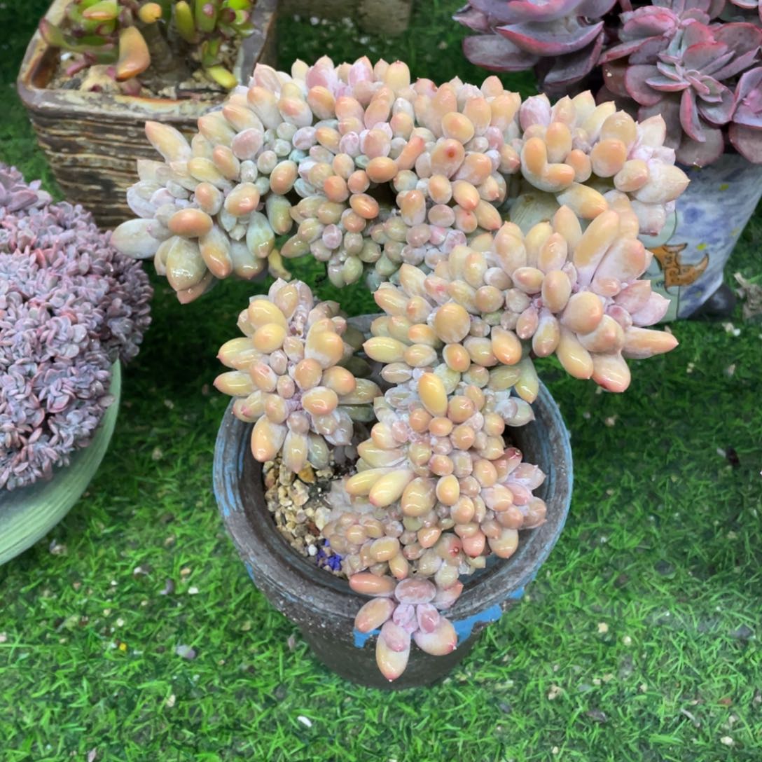 豆总多肉水月美人缀