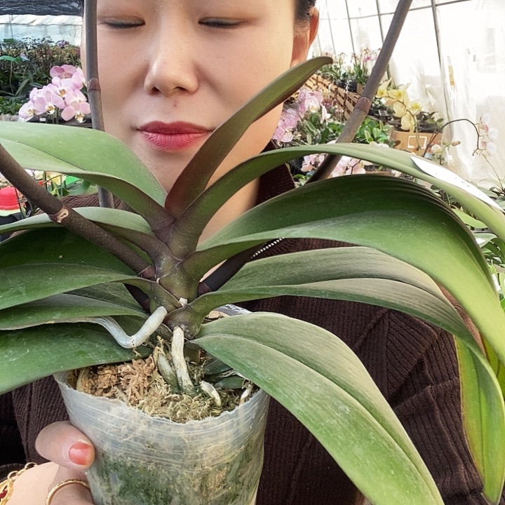 无花朵安娜蝴蝶兰