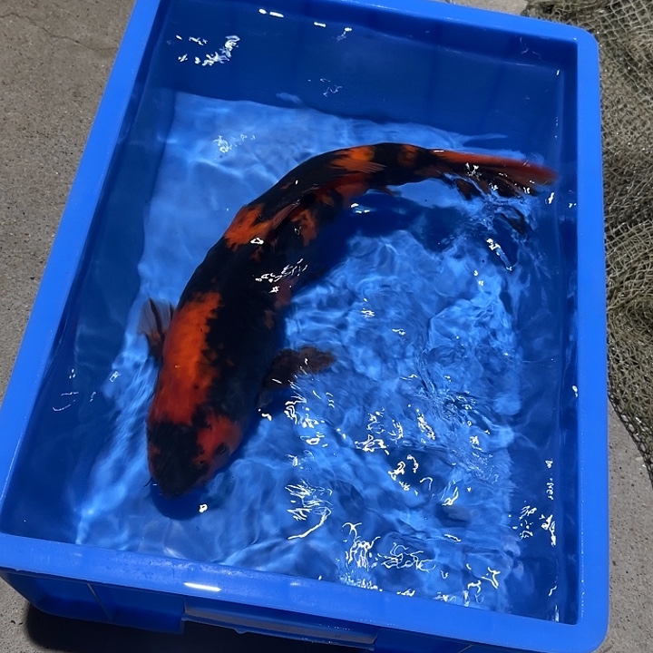 海水鱼赤目芒果绯写