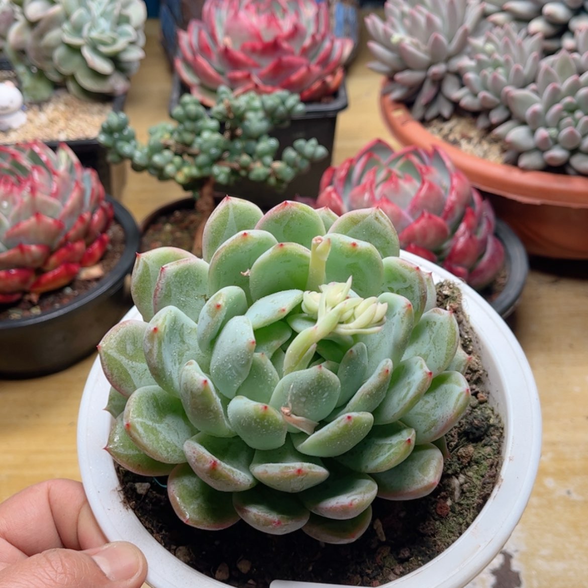 【闪购商品】2805雪花珍妮