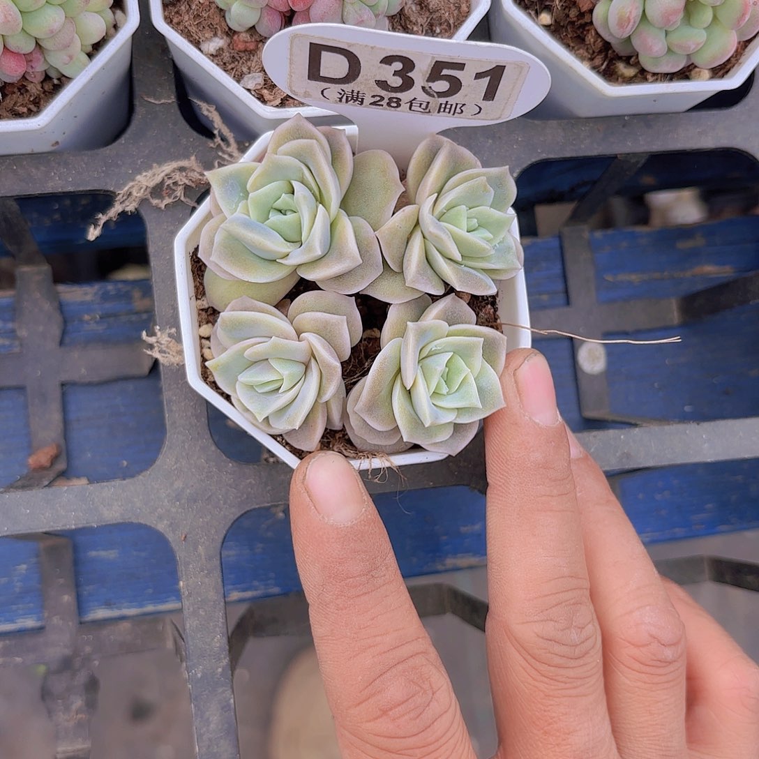 D351可爱玫瑰一物一拍