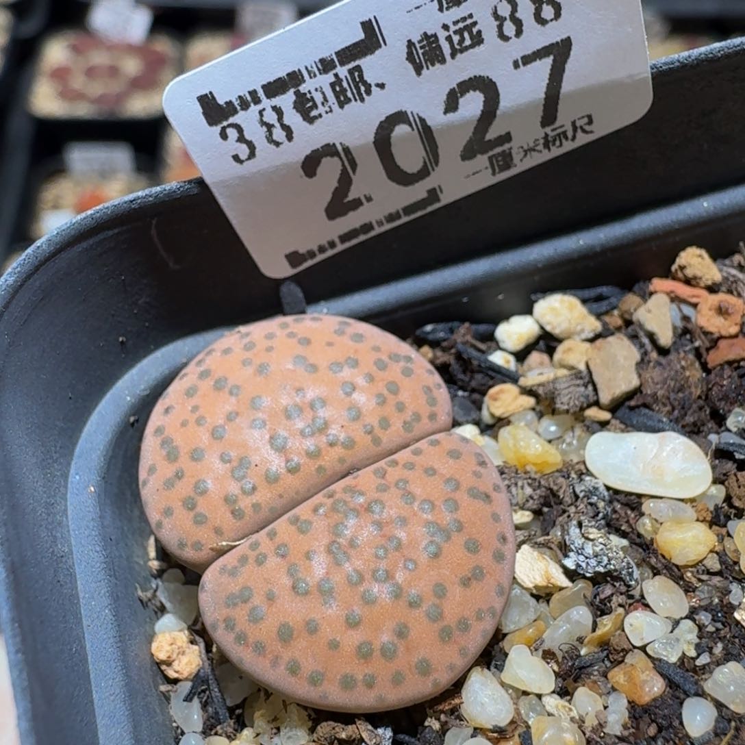 Ssss精品生石花2027