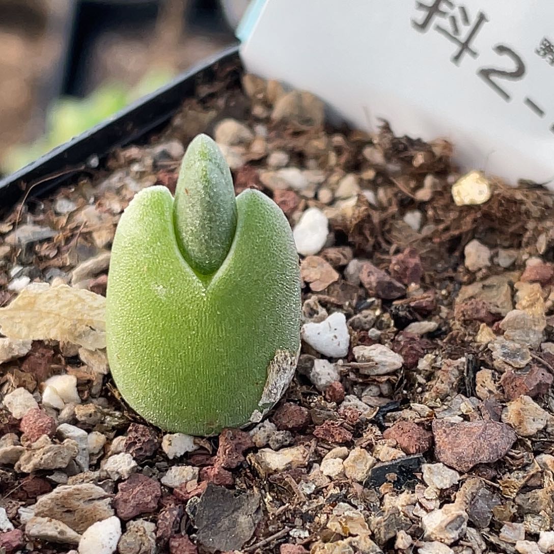 2-45哈默兔多肉植物
