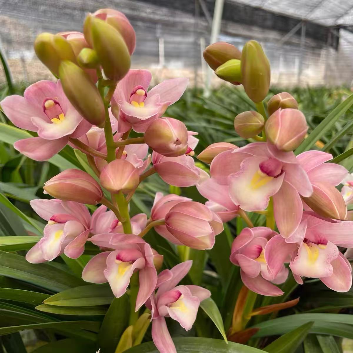 【樱花】室内高档花卉花期长易活好养