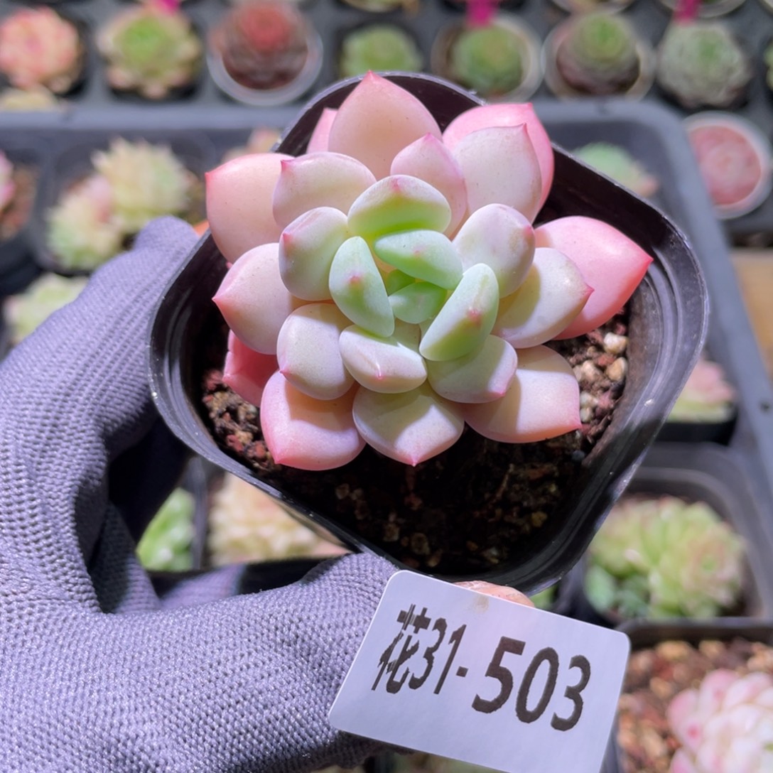 花利美31-503玉兔