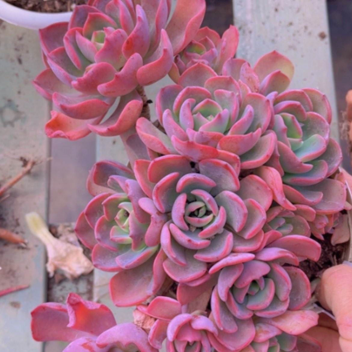 【闪购商品】甜橙仙子1086