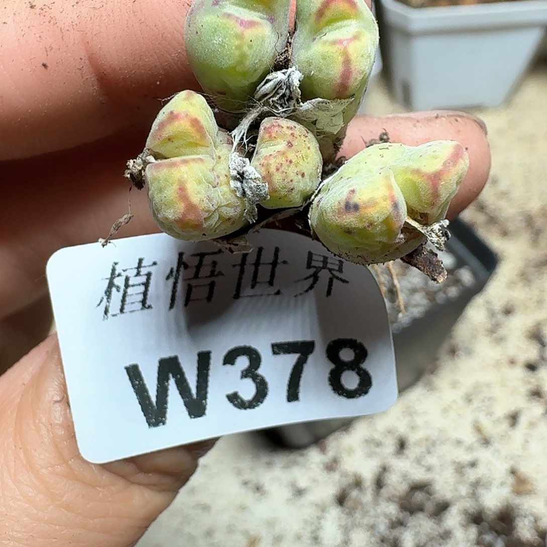378家多肉植物哇c c