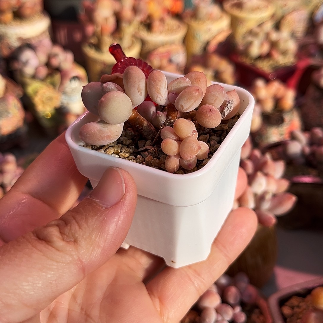 精控三日月满200包顺丰