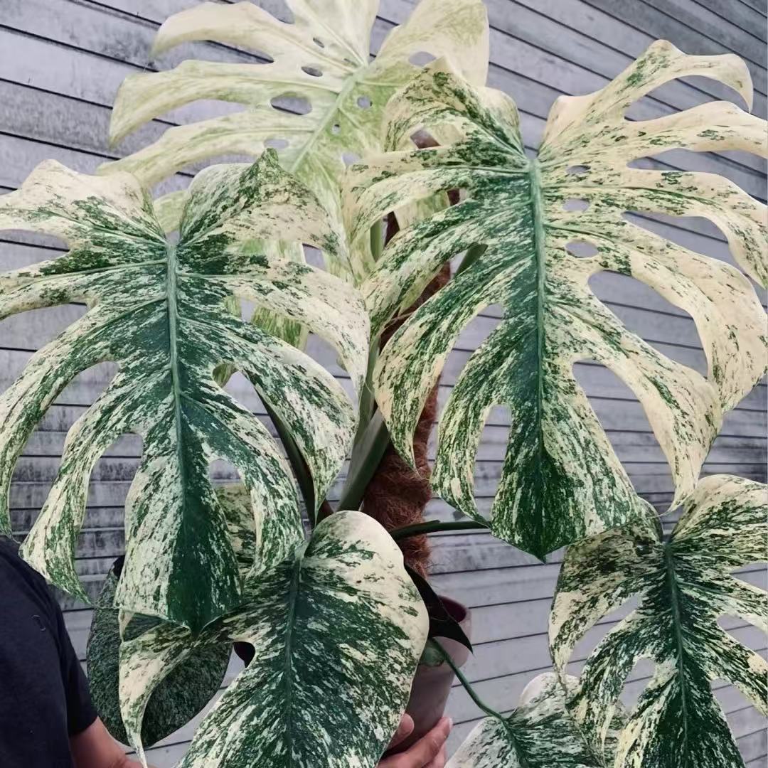 【泰国热植】锦化植物一物一拍