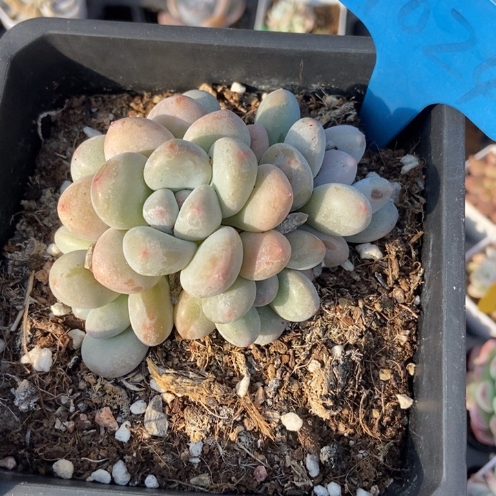 1024粉兔多肉植物保护