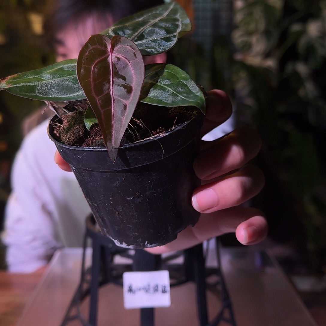 不开花植物G223籽播紫水晶