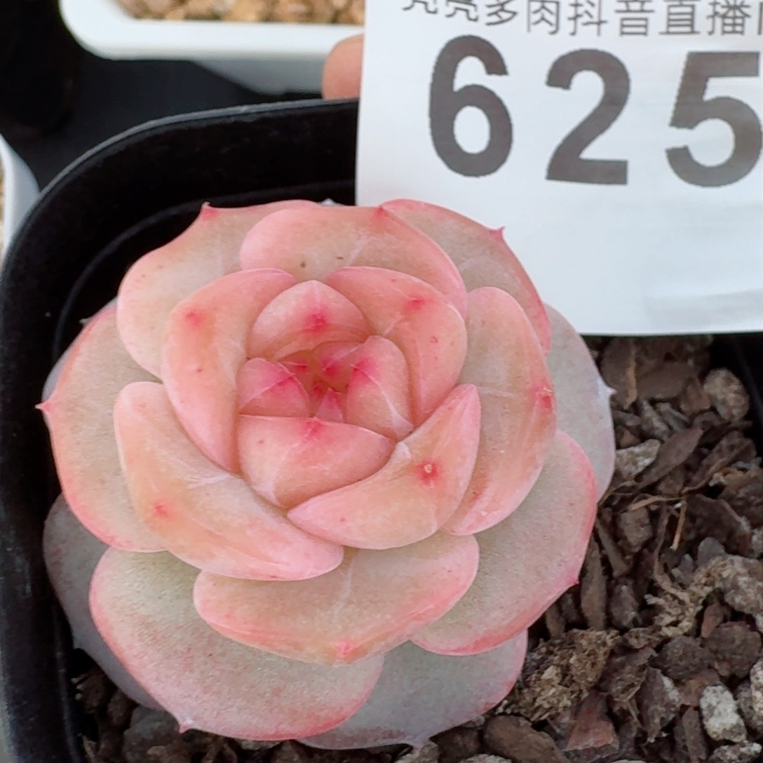 粉桃花         精品多肉