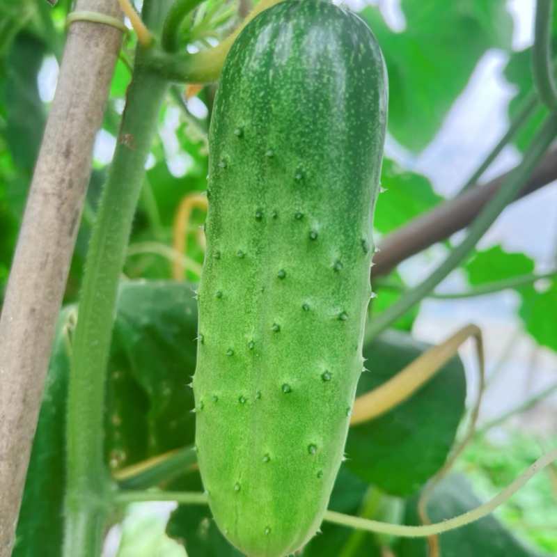 新鲜现摘水果黄瓜嫩黄瓜清脆爽口现摘现发可以当水果吃的黄瓜