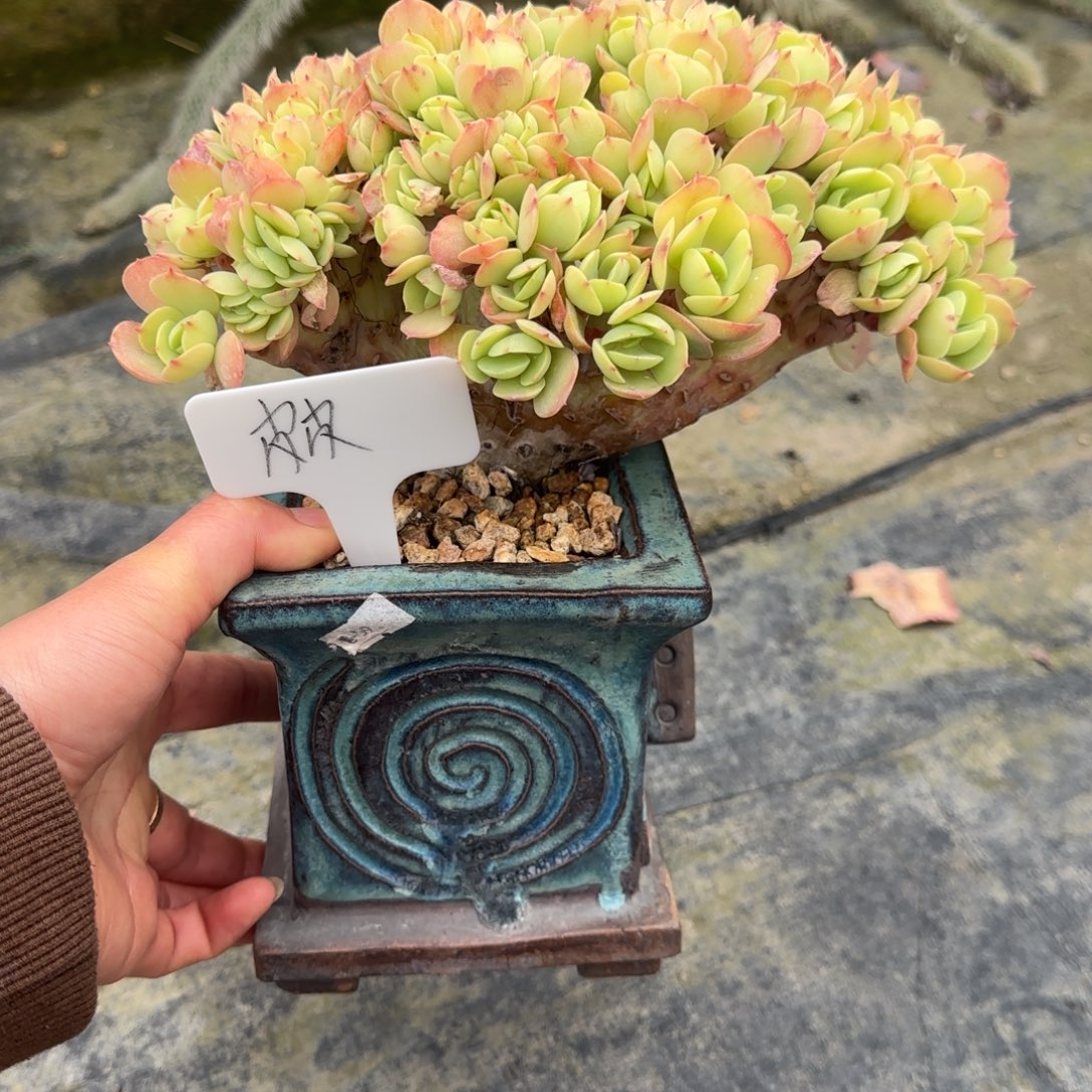 多肉植物一物一拍皮皮