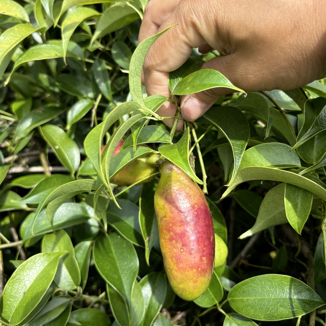 赶集代购山货苗草