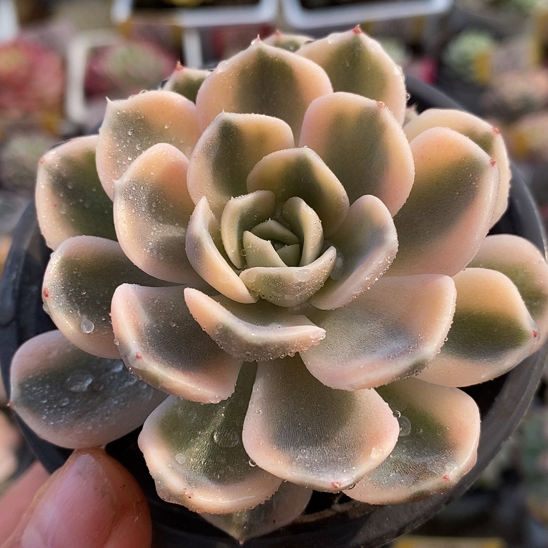 215汉堡哈哈哈哈哈哈