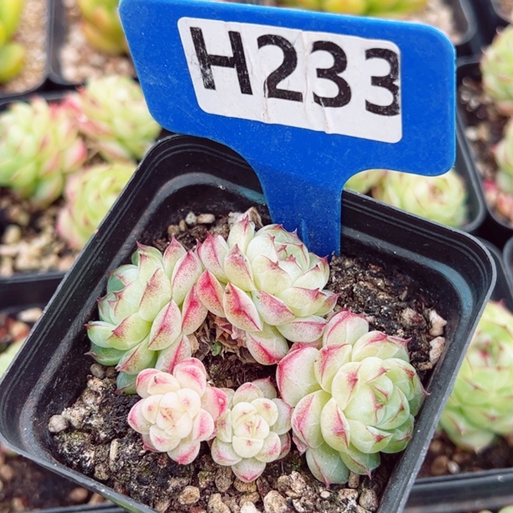 ****拉女王珍妮群5cm多肉植物