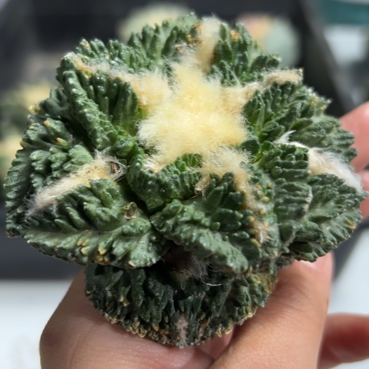 757可帮发根可发货