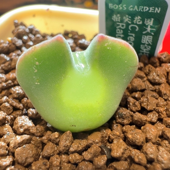 358。特选红标大眼空蝉三年。 马上要开花