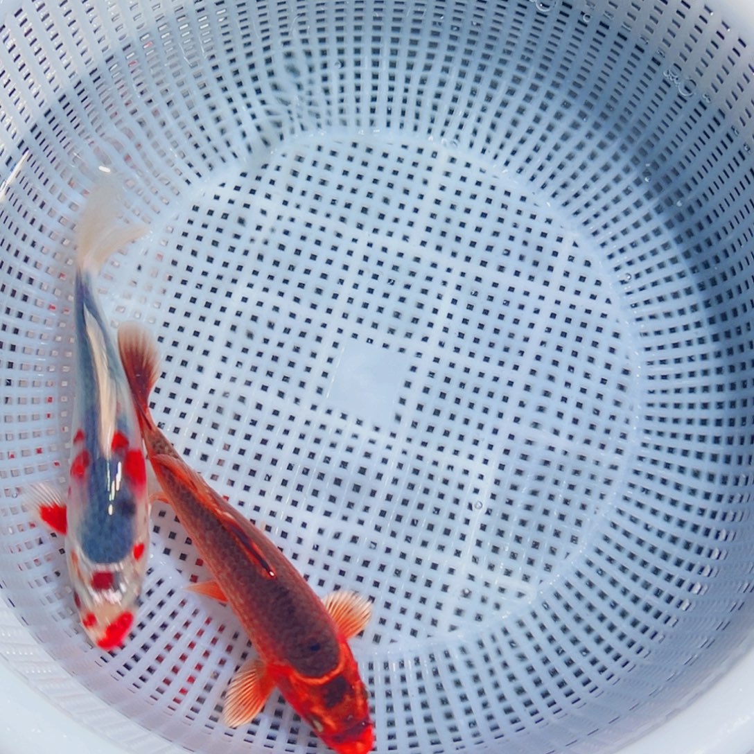 锦鲤锦鲤观赏鱼8888