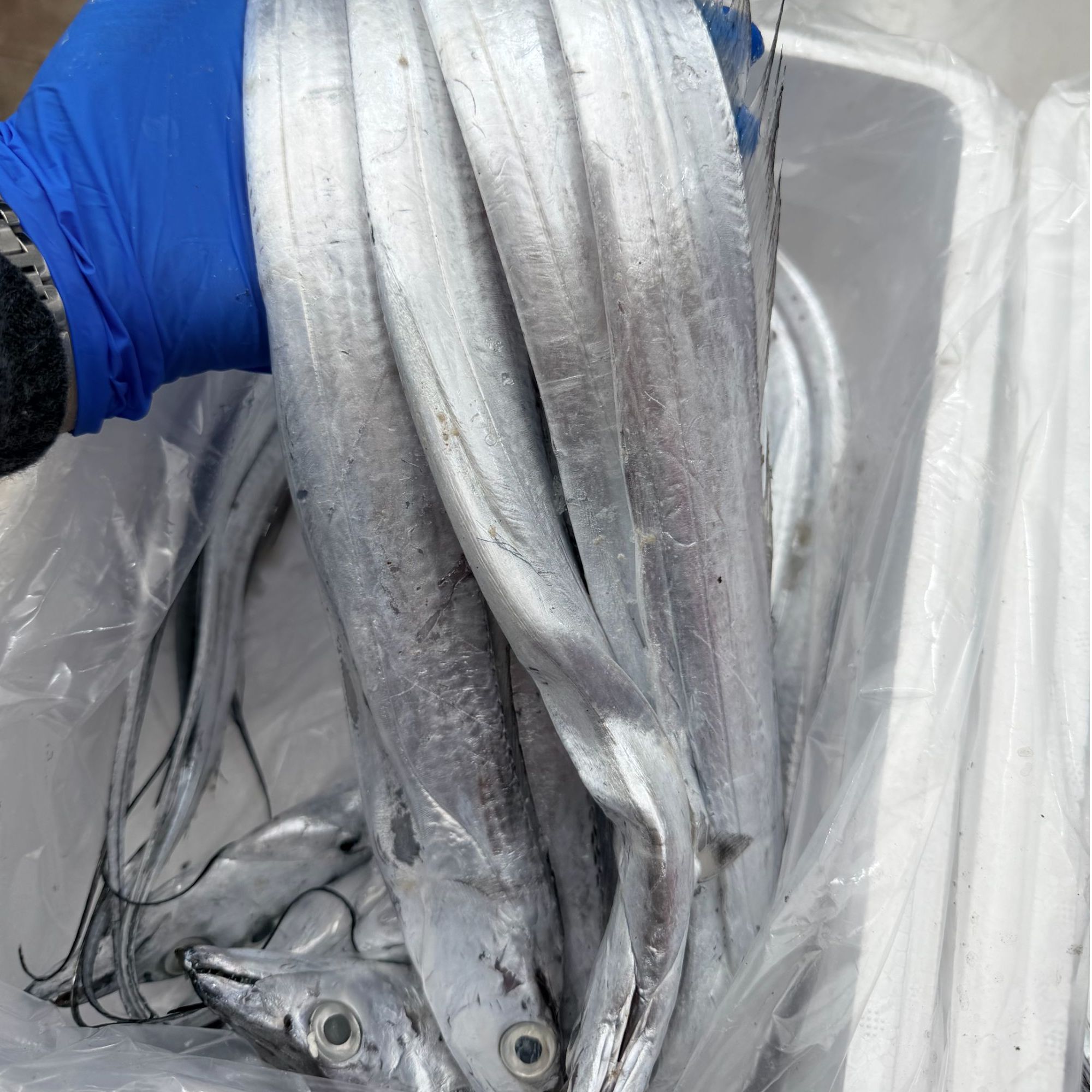  【 钓刀鱼】渤海湾钓带鱼，刚出水刚回船 质量超级好4斤