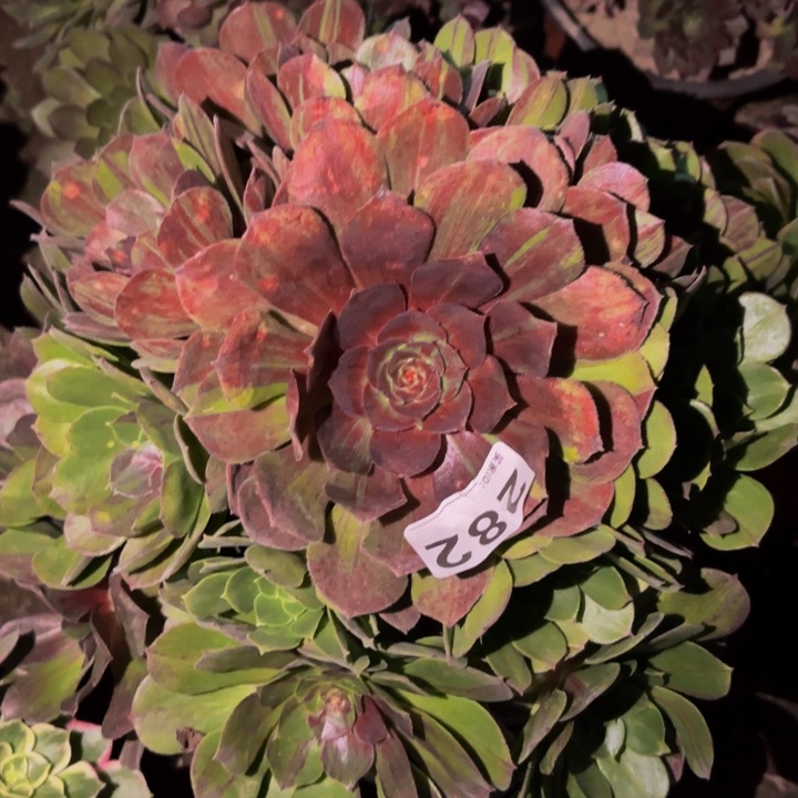 282花月夜多肉植物
