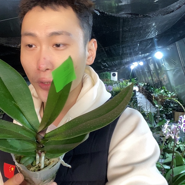 无花朵俊成蝴蝶兰