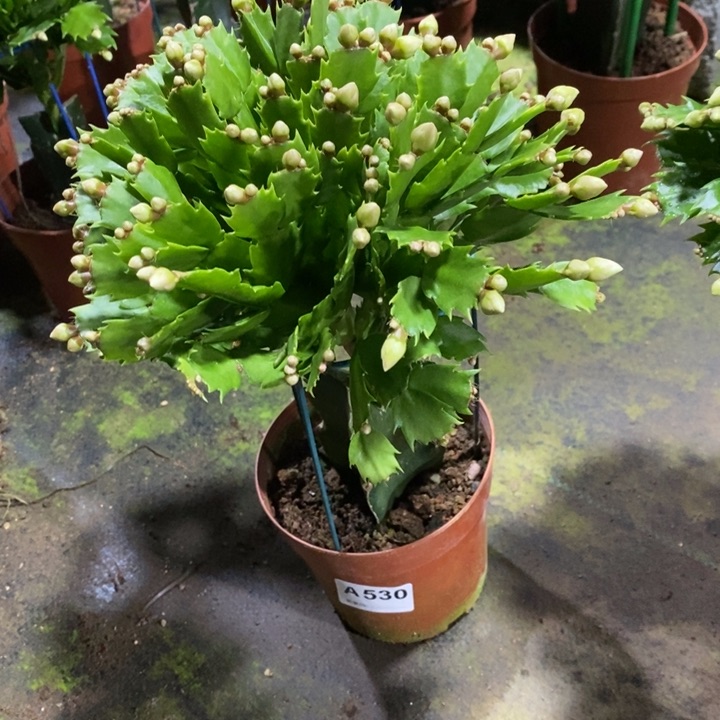 当前无花栽培后可以开花幸**人530白玛丽