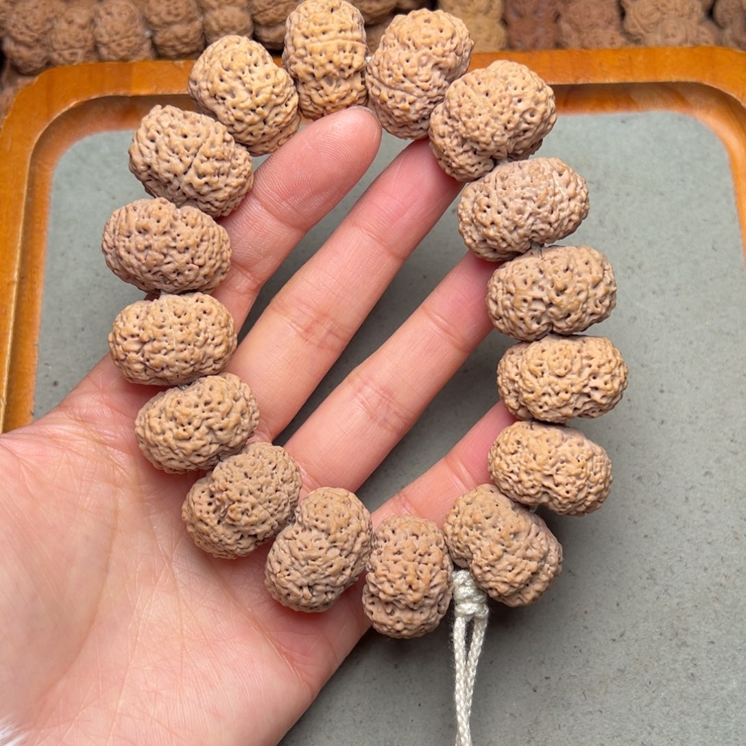 菩提8号金刚菩提菠萝蜜夹板24