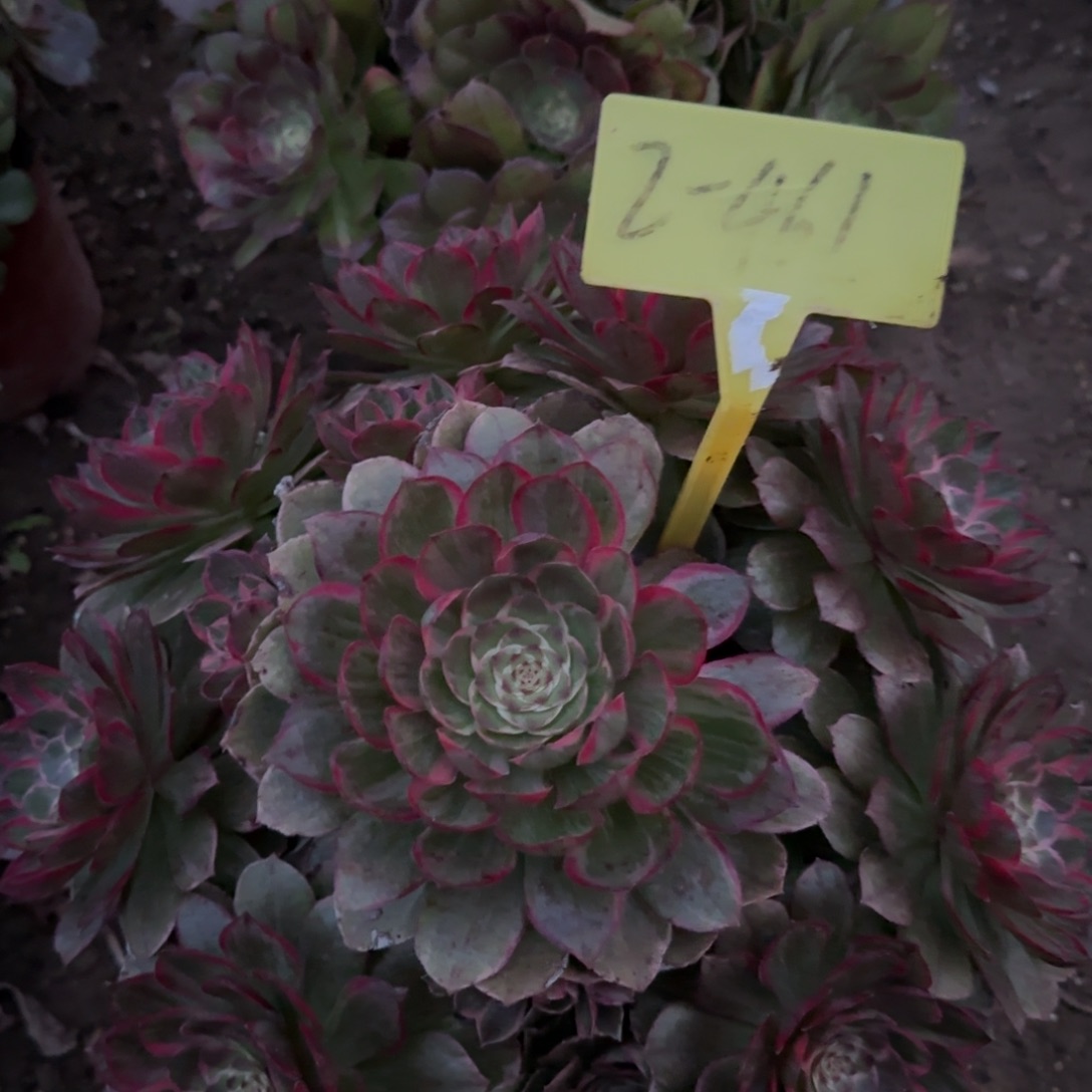 2-461---多头多肉植物