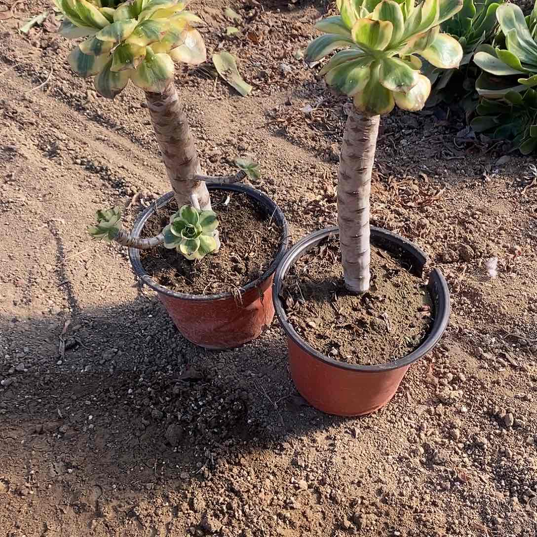 多肉植物六号艳姿