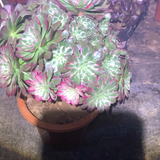 晚****）多肉植物海鲜201