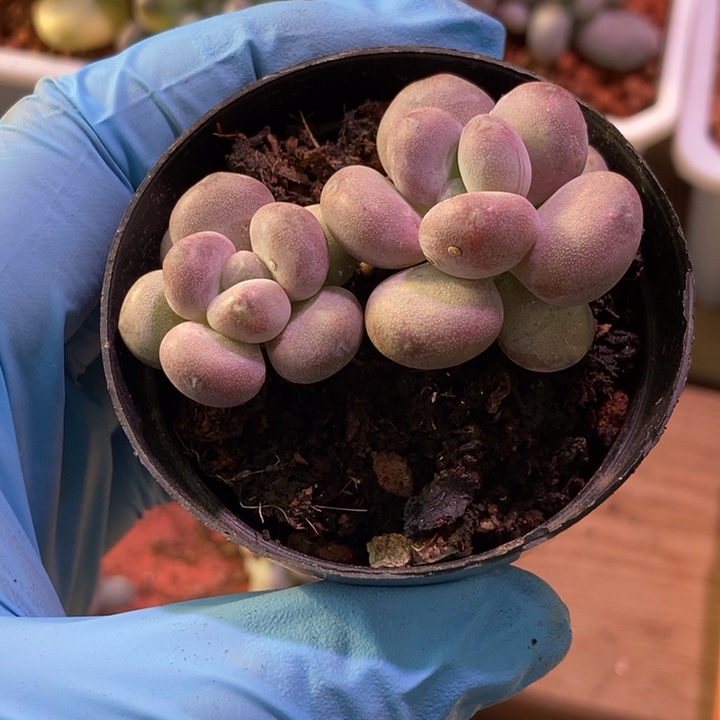 元***糖月美人多肉植物多肉