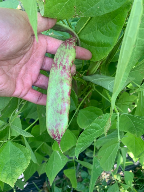 一点红油豆新鲜蔬菜现摘广东产地直发3斤5斤