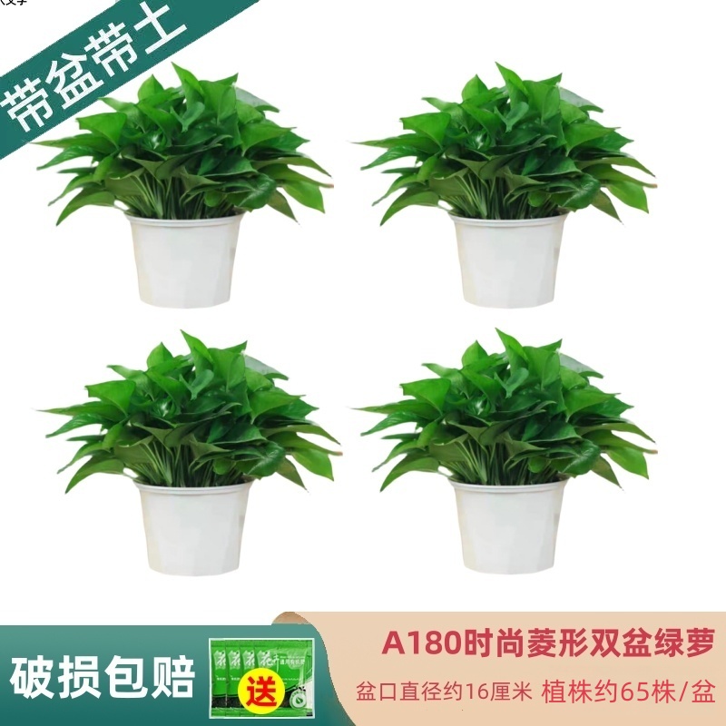 颜值款菱形盆绿萝盆栽客厅观叶绿植家用净化空气绿箩植物吸除甲醛