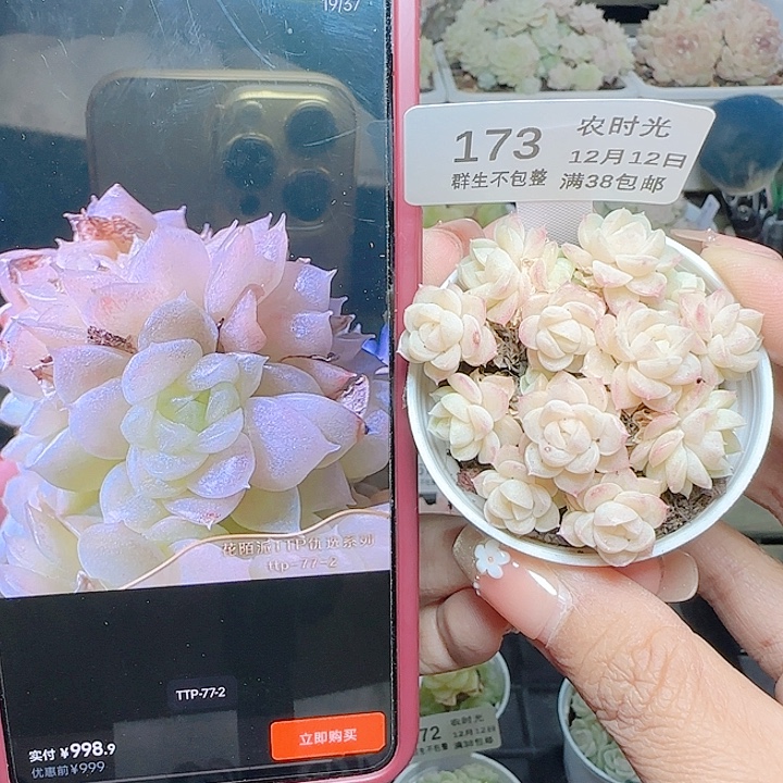 1212-173ttp-77-2麦杆