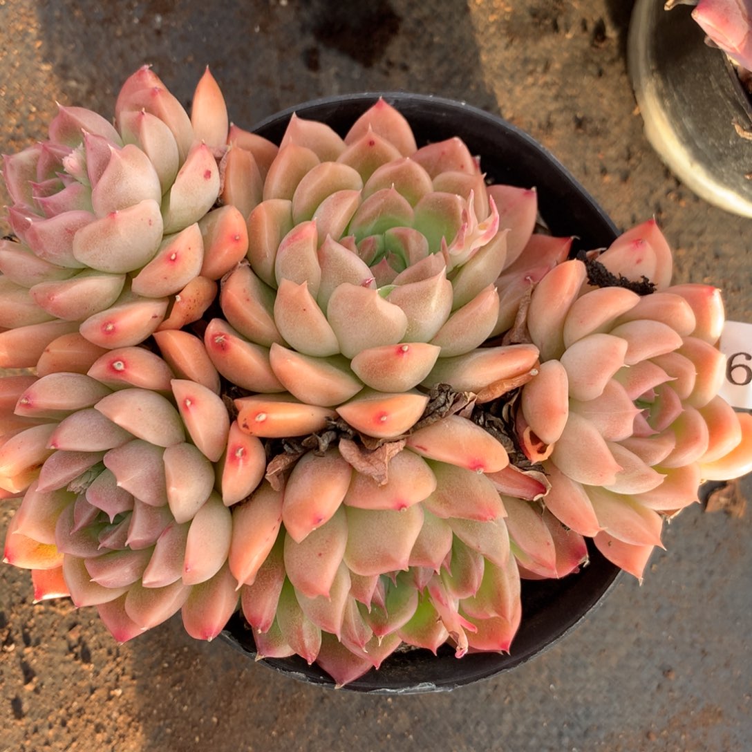 6100杂交多肉植物