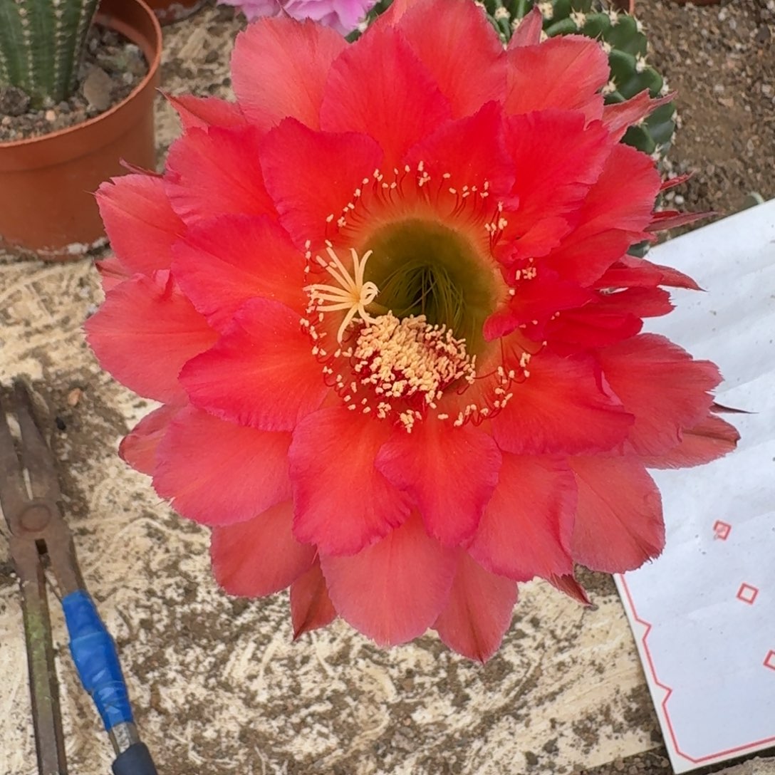 何***倩无花朵金刚仙人球，开花啦。