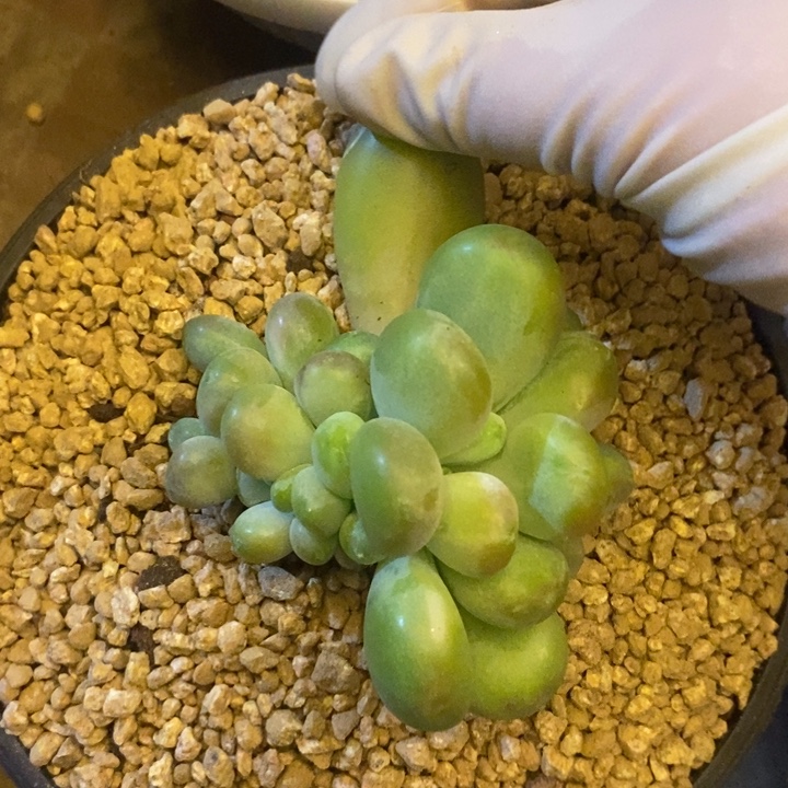 *****888888888888888888