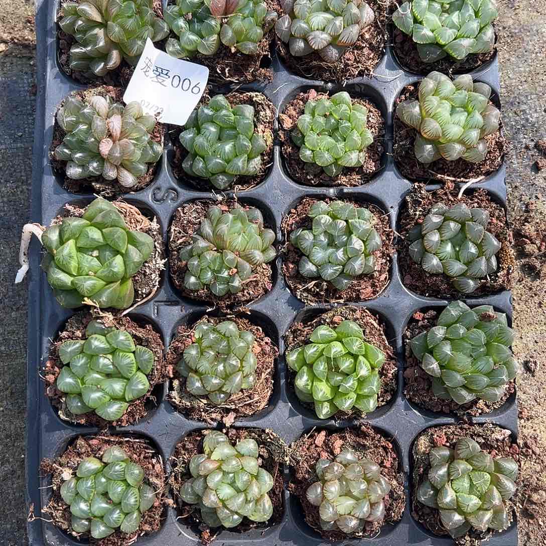 直播福利一物一拍006