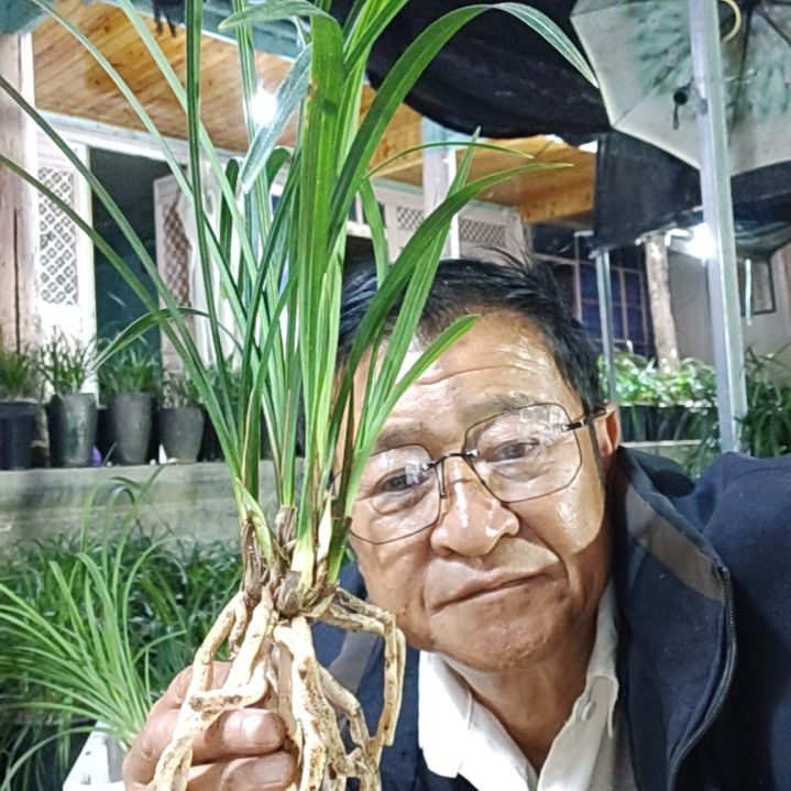 完全开放莲瓣兰石鼓大雪素