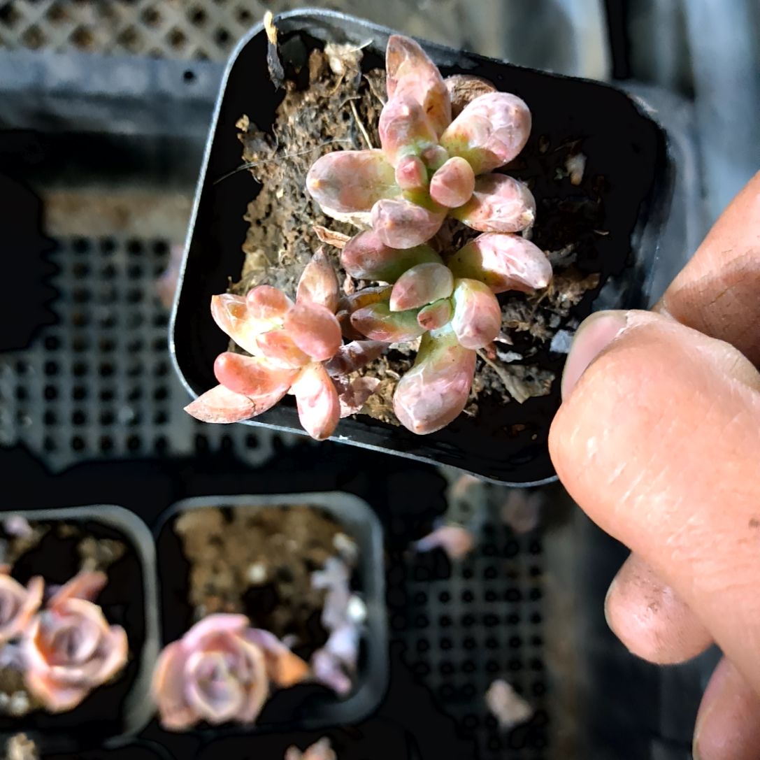 蒋*满6元包邮，炫彩星三头老庄一物一拍