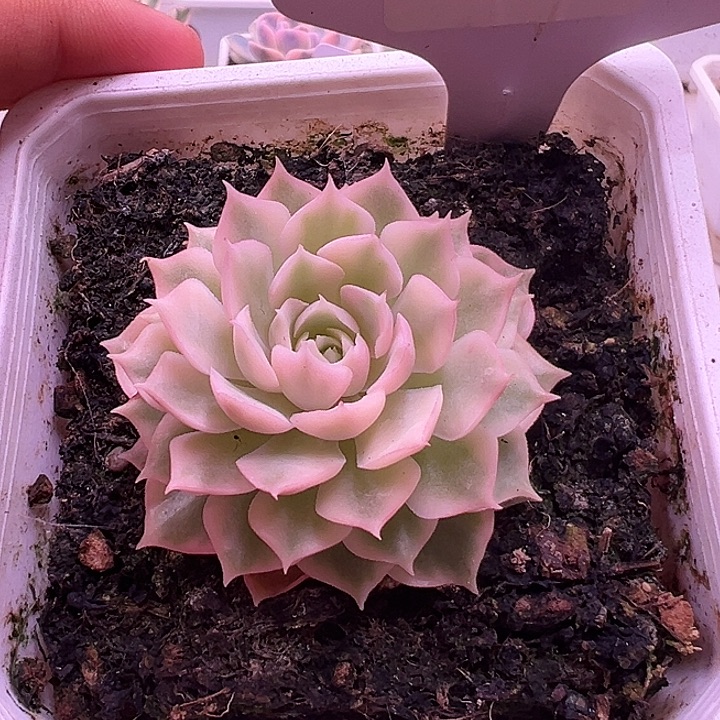 1034号沙漠玫瑰锦多肉