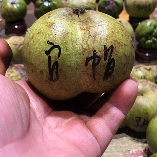 桃核吊坠核桃核桃