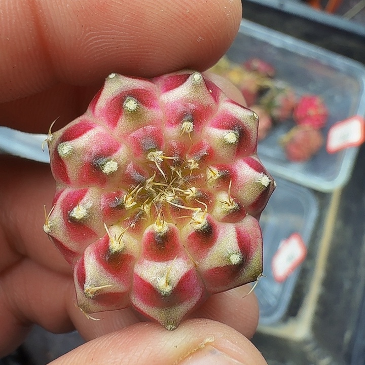 当前无花朵，栽培后可花朵