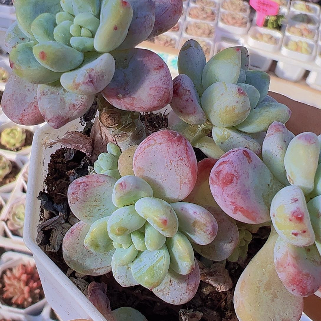 老桩樱花罗琦19包邮