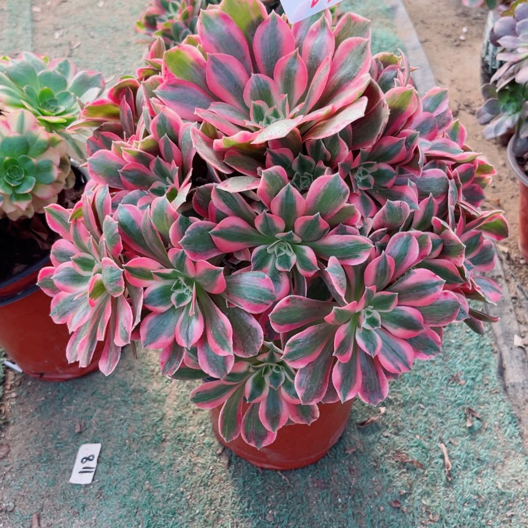 22粉女妖多肉法师