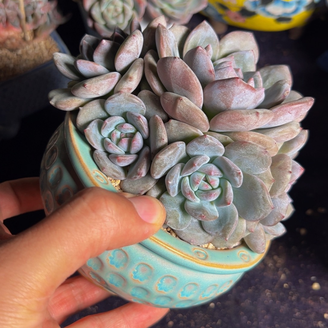 新年快乐 新年快乐